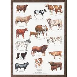 Koustrup & Co. Cattle Breeds Plakat 42x59.4cm