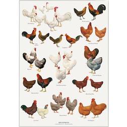 Koustrup & Co. Chicken Breeds Plakat 21x29.7cm