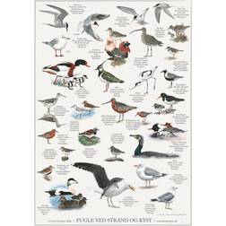 Koustrup & Co. Birds at Beach and Coast Plakat 42x59.4cm