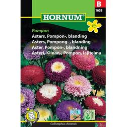 Hornum Asters Pompon Blanding Pompon