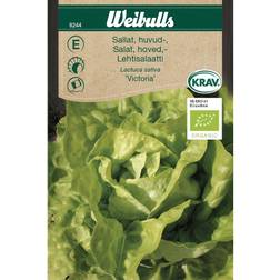 Weibulls Salat Victoria