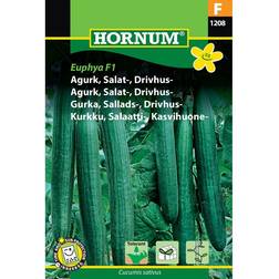 Hornum Agurk, Salat-, drivhus- Futura F1