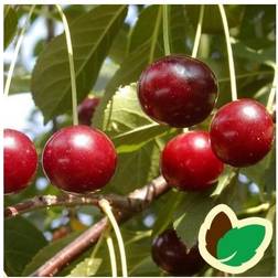 Kirsa - Kirsebærtræ 5-8 grene