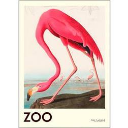 & Frame The Zoo Collection Pink Flamingo Edt. 001