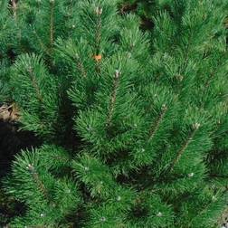 Pinus Uncinata Spp. Fransk Bjergfyr, Salgshøjde:
