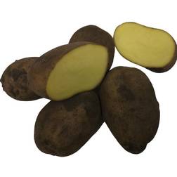 Økologiske Læggekartofler Sava 1,5 Kg. Sen