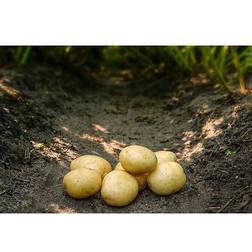 Læggekartofler Solist øko