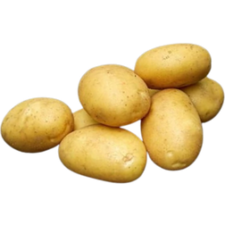 Bygxtra Bintje Læggekartofler 1,5 Kg. Sen