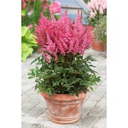 Astilbe Younique Pink Astilbe arendsii