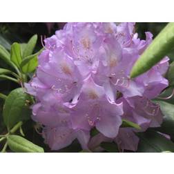 Silvan Rhododendron Japansk Azalea