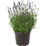Planter Lavender Lavandula Hidcote