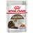 Royal Canin Aging 12+ in Jelly