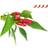 Click and Grow Smart Garden Piri Piri Chili Pepper Refill 3 pack