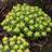 Forårsvortemælk - Euphorbia polychroma