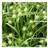 Morgenstjernestar - Carex grayi