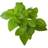 Click and Grow Smart Garden Refill 3 Planter: basilikum