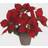 Mica Decorations Weihnachtsstern rot im Künstliche Pflanzen