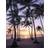 Komar Palmtrees on Beach (4597563)