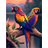 Shein 1pc Parrot Diamond Painting 5d Diamond Embroidery Cross Stitch Kit Mosaic Picture Diy Gift for Beginner Adult Round Full Drill Rhinestone Diamond Dotz Art Craft Birthday Gift Perfect for Home Decoration & Room Wall Decor 30x40cm