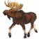 Safari Moose 113289