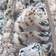 Molo Hopla Fur - Snowy Leopards (5W21M301 6348)
