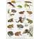 Koustrup & Co. Frogs, Toads and Salamanders Plakat 21x29.7cm