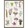 Koustrup & Co. Edible Seaweed Plakat 42x59.4cm