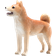 Mojo Mojo Shiba Hund