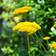 Suttons Achillea Plants - Millefolium Summer Pastels