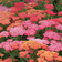 Suttons Achillea Plants - Millefolium Summer Pastels