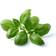 Click and Grow Basil Plant Pods 3-pack