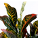 Mica Decorations Croton Green/Grey Kunstig plante