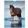 Mayland 2024 Heste Vægkalender